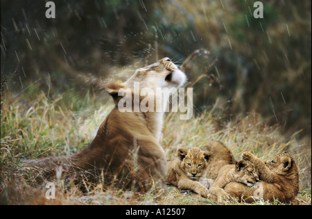 Löwin mit jungen im Regen in Südafrika Stockfoto