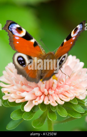 Pfau-Schmetterling Inachis Io sitzen auf eine rosa Blume Stockfoto