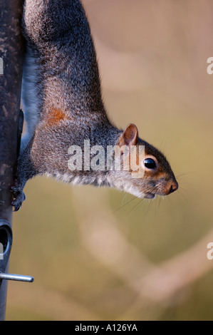 Graue Eichhörnchen Sciurus Carolinensis überfallen Vogelhäuschen Stockfoto