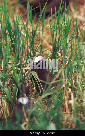 Eine gemeinsame Noddy Anous Stolidus nisten im Brutgebiet auf Michaelmas Cay, Cairns, Queensland, Australien Stockfoto