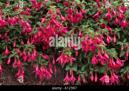 Fuchsia "Däumling" im Rahmen Stockfoto