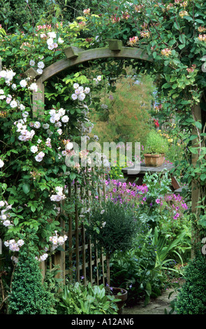 Rosa 'Paul's Himalayan Musk", Lonicera, arch, Garten, weiße rambling rose, Geißblatt Kletterrosen Stockfoto