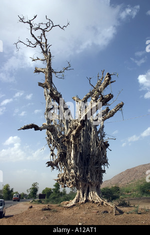 Alt getrocknet sterben Banyan Baum Jaipur Rajasthan Indien Stockfoto