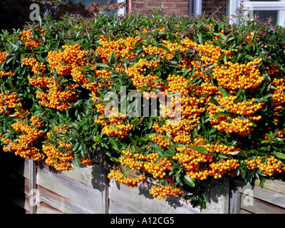 GARTENBAU.  PYRACANTHA. FEUERDORN. SOLEIL d oder Stockfoto