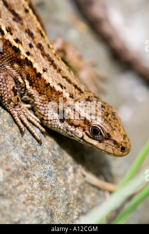 Eidechse Lacerta Vivipara liegend auf einem Felsen Stockfoto