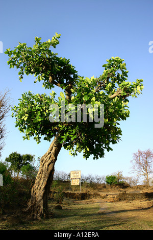 RSC75152 kleine Banyan-Baum in der Nähe von Lohani Höhlen Mandu Madhya Pradesh Indien Asien Stockfoto