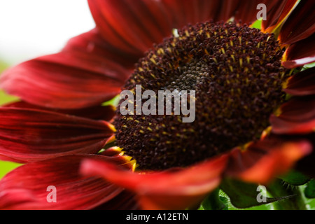 eine große rote und braune Blume eine große Sonnenblume Stockfoto