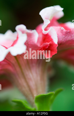 große rote und weiße gefüllte Blüte der Petunie Stockfoto