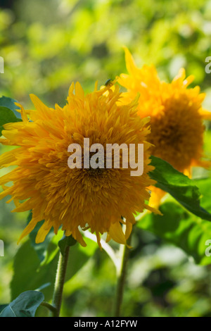 zwei große gelbe Blüten mit einem großen Sonnenblumen Stockfoto