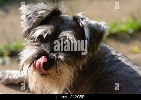 einen schwarzen und weißen Hund auf dem Boden liegen und blickte zurück Stockfoto
