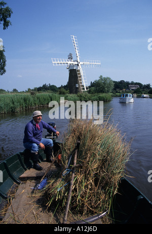 Segge schneiden auf Norfolk Broads Stockfoto