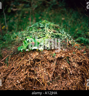 Komposthaufen im Herbst mit Sägemehl, Stroh und grüne Vegetation im ländlichen Wales UK KATHY DEWITT Stockfoto