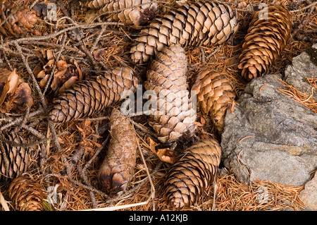 Zapfen aus einem Nadelbaum Abies zusammen mit Nadelstreu Stockfoto