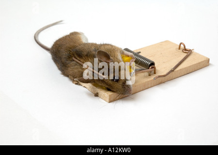 Maus gefangen in Mausefalle vor weißem Hintergrund Stockfoto