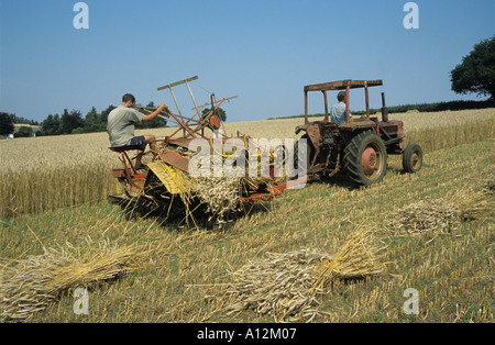 Ernte langes Stroh für die Stroh-Industrie Stockfoto