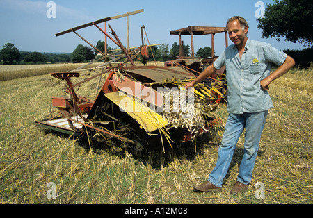 Ernte langes Stroh für die Stroh-Industrie Stockfoto