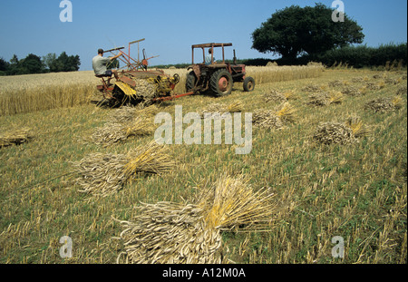 Ernte langes Stroh für die Stroh-Industrie Stockfoto