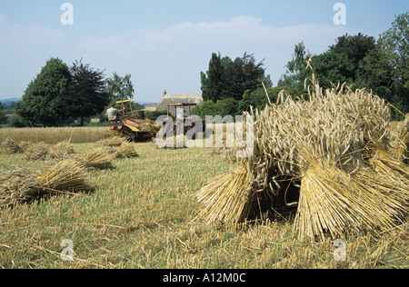 Ernte langes Stroh für die Stroh-Industrie Stockfoto