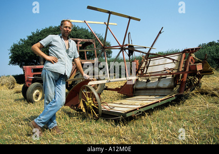 Ernte langes Stroh für die Stroh-Industrie Stockfoto