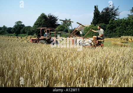 Ernte langes Stroh für die Stroh-Industrie Stockfoto