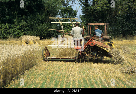 Ernte langes Stroh für die Stroh-Industrie Stockfoto