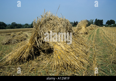 Ernte langes Stroh für die Stroh-Industrie Stockfoto