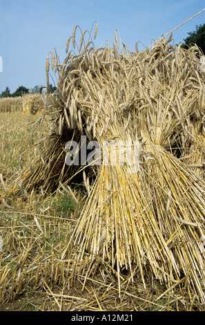 Ernte langes Stroh für die Stroh-Industrie Stockfoto