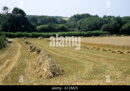 Ernte langes Stroh für die Stroh-Industrie Stockfoto