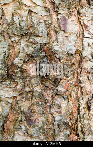 Betula Nigra Bellen der Fluss Birke Stockfoto