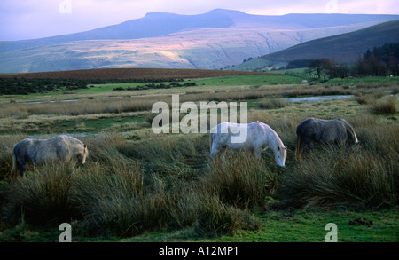 Berg-Ponys in den Brecon Beacons mit Pen y Fan und Mais du im Hintergrund Stockfoto