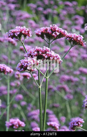 Verbena Bonariensis Blumen isoliert aus dem Fokus Hintergrund mit viel Platz für text Stockfoto
