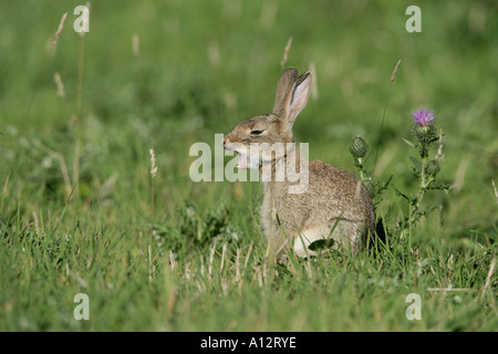 Kaninchen Oryctolagus Cuniculus junge GÄHNEN IN Wiese ESSEX AUGUST Stockfoto