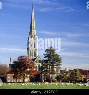 Kathedrale von Salisbury im herbstlichen Abendlicht gesehen von den Auen mit Schafbeweidung im Vordergrund Stockfoto