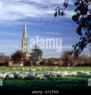 Kathedrale von Salisbury im herbstlichen Abendlicht gesehen von den Auen mit Schafbeweidung im Vordergrund Stockfoto