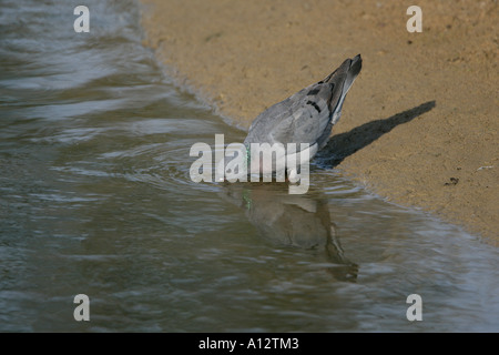 Hohltaube Columba Oenas trinken AT EDGE OF LAKE ESSEX AUGUST Stockfoto