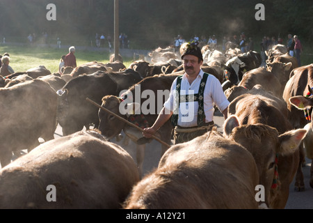 Almabtrieb Viehscheid in Oberstaufen Allgaeu Deutschland Stockfoto