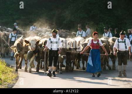 Almabtrieb Viehscheid in Oberstaufen Allgaeu Deutschland Stockfoto