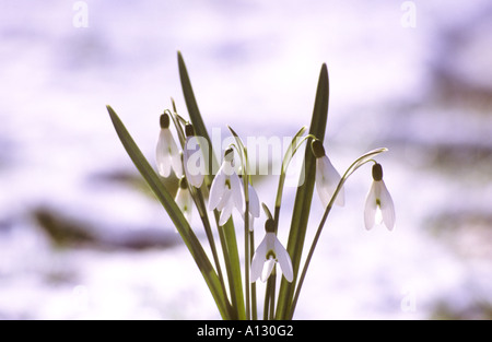 Schneefälle mit Hintergrundbeleuchtung im Schnee galanthus nivalis im Garten im Winter England Vereinigtes Königreich GB Großbritannien Stockfoto