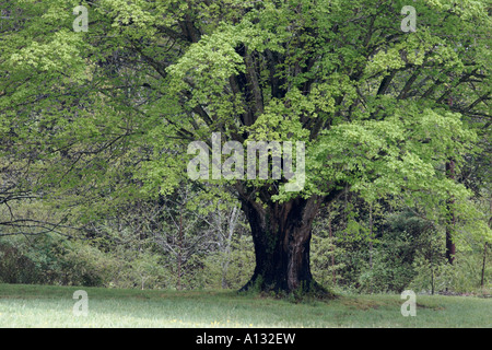 Große Eiche im April mit neuer Frühling lässt Stockfoto