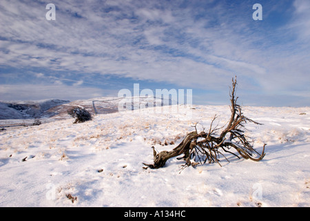 Skelett Juniper Tree Juniperus Communis im Winter Schnee Bracken Rigg, obere Teesdale County Durham UK Stockfoto