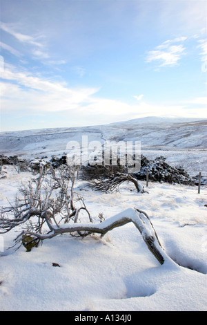 Wacholder Bäumen Juniperus Communis Bent durch stark vorherrschenden Winde in einem Winter Landschaft Bracken Rigg oberen Teesdale County Durham Stockfoto