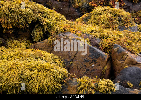 Algen wachsen auf Felsen, Isle Of Skye, Western Highlands Stockfoto