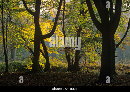 Im Herbst buchen Ashridge Hertfordshire UK Stockfoto