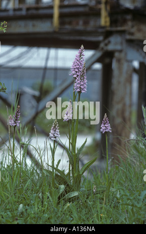 Dactylorhiza fuchsii wächst in bearbeitetem Kalksteinbruch Bedfordshire Stockfoto