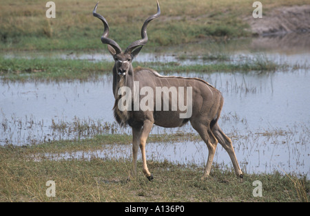 Männlicher Grosskudu Tragelaphus strepsiceros Portrait Stockfoto