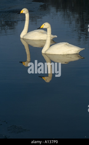 Whooper Schwäne Cygnus cygnus Stockfoto
