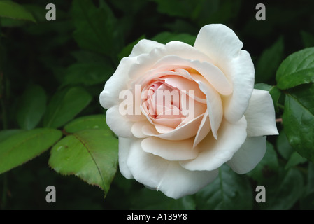 Hybride Terose "Sebastian Kneipp" Stockfoto