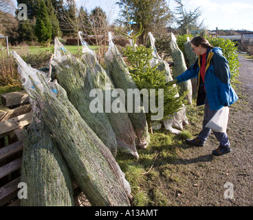 Frau Wahl Weihnachtsbaum am Gartencenter Wales UK Stockfoto