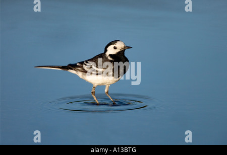 Trauerschnäpper Bachstelze Motacilla Alba yarrellii Stockfoto