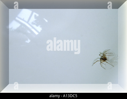 Spinne im Bad 1 Stockfoto